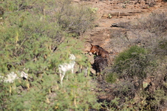 Equus asinus × caballus