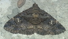 Ophiusini