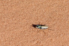 Cicindela albissima