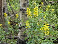 Thermopsis divaricarpa