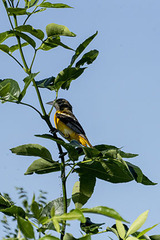 Icterus galbula