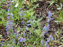 Penstemon virens