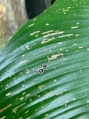 Aslamidium semicirculare