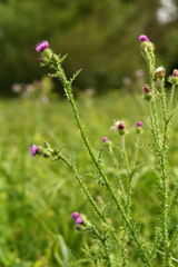 Carduus crispus multiflorus