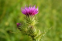 Carduus crispus multiflorus