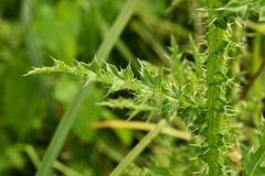 Carduus crispus multiflorus