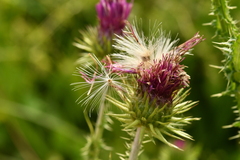 Carduus crispus multiflorus