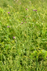 Carduus crispus multiflorus
