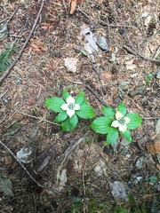 Cornus unalaschkensis