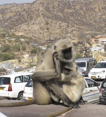 Semnopithecus entellus