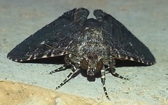 Ophiusini