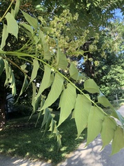 Ailanthus altissima