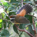 Rufous Fantail - Photo (c) Greg Miles, some rights reserved (CC BY-NC-SA)