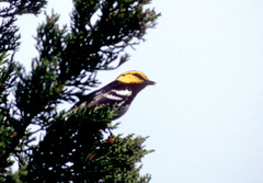 Setophaga chrysoparia