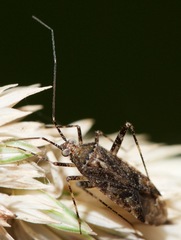 Phytocoris canadensis