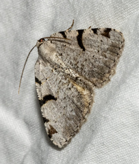 Macaria subcessaria