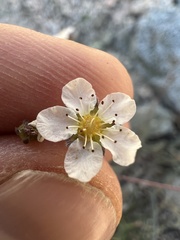 Ivesia santolinoides