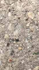 Gastrophysa polygoni