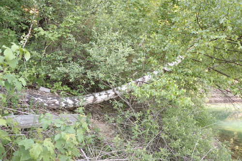 breza previsnutá (Betula pendula)
