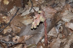 Monotropa hypopitys