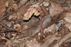 Monotropa hypopitys
