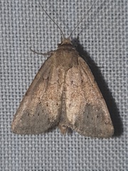 Photedes minima