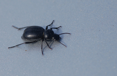 Tentyria mucronata