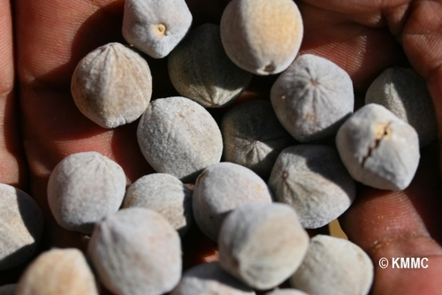 Combretum argenteum