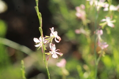 Oenothera hexandra
