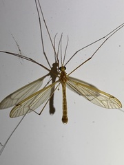 Nephrotoma eucera