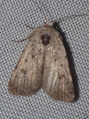 Caradrina selini