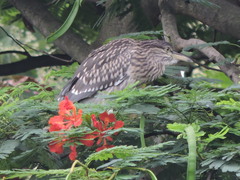 Nycticorax nycticorax