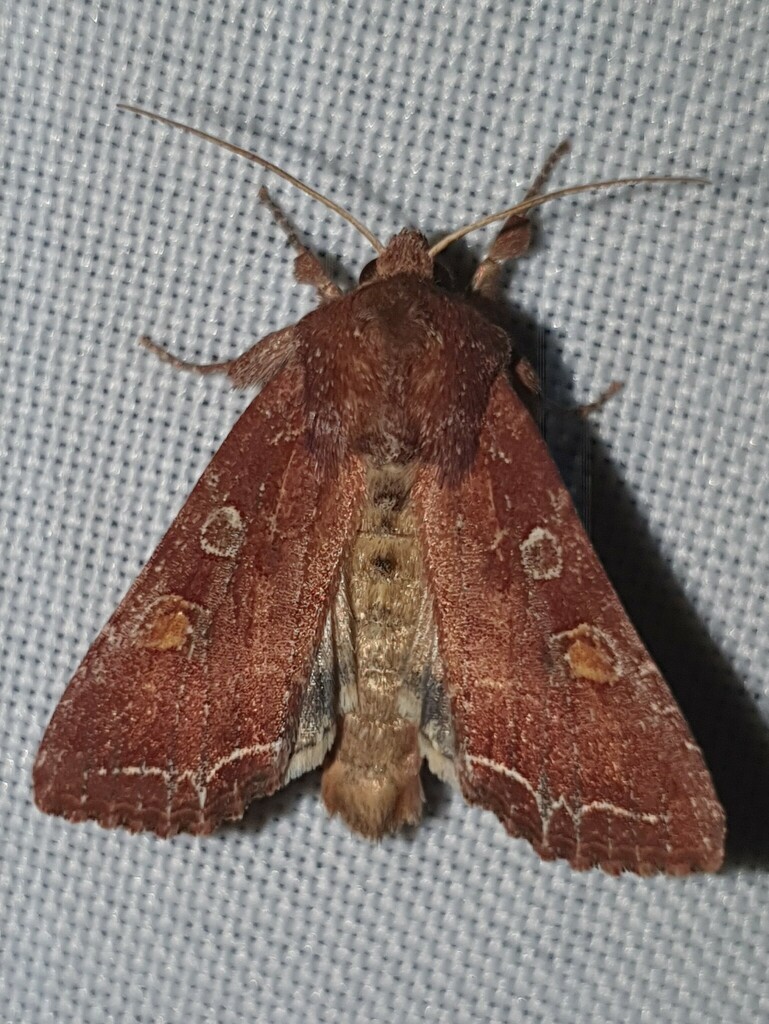 Bright-line Brown-eye