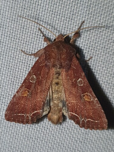 Bright-line Brown-eye