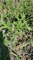 Lupinus texensis