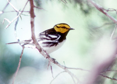 Setophaga chrysoparia