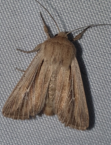 Shoulder-striped Wainscot