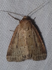 Photedes minima