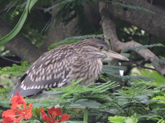 Nycticorax nycticorax
