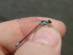 Enallagma geminatum