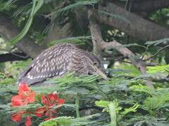 Nycticorax nycticorax