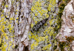 Yakuhananomia bidentata