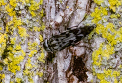 Yakuhananomia bidentata