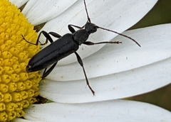 Grammoptera subargentata