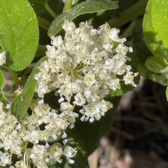 Ceanothus velutinus