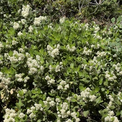 Ceanothus velutinus