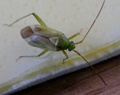 Miridae