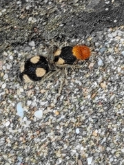 Dasymutilla araneoides