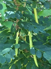 Caragana arborescens