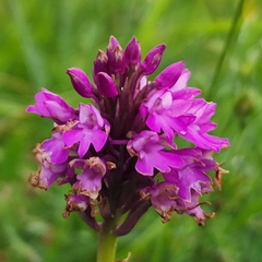 Anacamptis pyramidalis